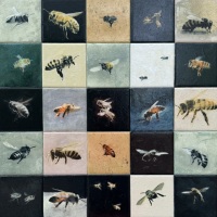 Honey Bee Portraits