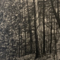 Forest Interior