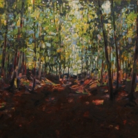 Light at the Edge of the Woods