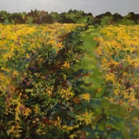 Cass Meadow